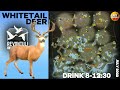 Get Your WHITETAIL GREAT ONE in REVONTULI COAST!  (Detailed Zone Guide) - Call of the Wild