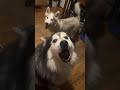 Alaskan Malamute vs Husky Puppy 🐶 |Dramatic Dog Moment 🐾 😆 #alaskanmalamute #cutestpuppies #video