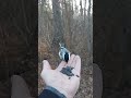 Slow Motion Chickadees