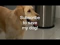 Subscribe to save my dawg