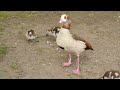 Egyptian Geese and goslings in St James's Park, London -  1st May 2024.