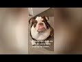 These Sneaky Animals will make you Laugh!🤣 - Funny Dogs and Cats Compilation😇 #16