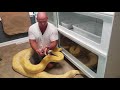 Big burmese python vs baby burmese python