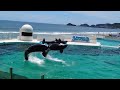 Killer Whale Show 😍 Kamogawa Sea World