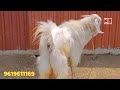 Heavyweight Sojat at India Goat Farm