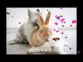 Neonowa noc⭐ Muzyka z królikami 🐰