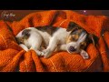 1 HOURS of Dog Sleep Music For Dogs💖🐶Dog Separation Anxiety Relief🐶💖pet music🎵