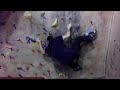 bouldering, v2 on the 10' wall