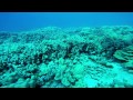 dec 22 2014 diving Kona