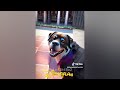 Best Funniest Animal Videos 2024 😅 - Funny Dogs And Cats Videos Of The year