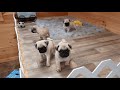 6 week old pug puppies. Muffen's litter. .