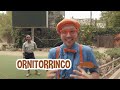 Blippi explora um parque de safári | Blippi em Português | Vídeos Educativos para Crianças