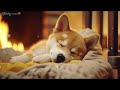 10 HOURS of Dog Calming Music🎵Relaxing music for dogs🐶💖Anti Separation Anxiety Relief🎵 Healing Music