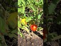 My top 4 Nursery Tomato Picks | Slicers & Cherry Varieties