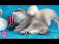 Kiditor - Cute and Funny Kitten Videos Compilation-cute kitten videos-cute kitten videos 2022🐈😺😺
