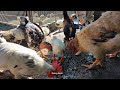 HOW TO RAISE Special Feed for Chickens and Ducks to Grow Quickly and Lay Many Eggs | Dong farm