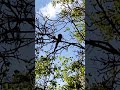 Magpie Bird Making Bird Calls. This Magpie Was Being Very Noisy At A Park