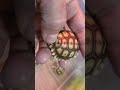 Hatchling Sulcata tortoises