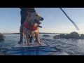 Paddleboard dog sunset paddle on calm waters #fullsession #23