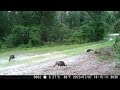 TrailCam 07/9/2023-Coyote Deer Crow Turkey