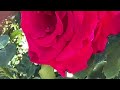 Un paseo por mi jardín de rosas 🌹