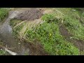 How Did Beaver Dams Flood A Nearby Field With Grain - Beaver Dam Removal With Excavator No.46