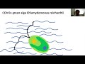 Algal carbon concentration mechanism