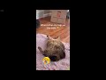 Funniest Cats and Dogs Videos 😂 Best Funniest Animals Video 2024 😂
