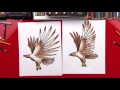 How To Draw A Realistic Hawk