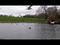 A feeding frenzy of Seagulls, Abington Park, England