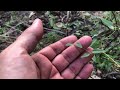 Flora of Central Florida: Clematis crispa, Swamp Leatherflower
