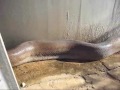 Massive Dead Snake Surprises Camera