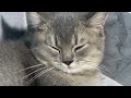 Funny Dogs And Cats Videos😺🐶Best Funniest Animal Videos 2024