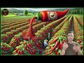 How Tons of Fresh Red Hot Chili Pepper Are Harvested and growing | Processing Hot Sauce mega factory