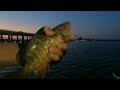 2 Mangrove Snappers on a Silver/Black Yo-zuri,