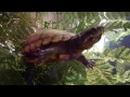 Turtle Update - February 2013