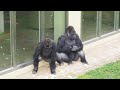 Excited Gorilla Screams & Chases After The Silverback | The Shabani Group