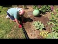 Garden Tour of Leia's Garden / WHY we built it /  A NEW garden bed from scratch w/ critters in mind