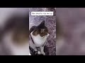 Try Not To Laugh Cats And Dogs Videos 😁 - Best Funniest Animals Video 2024 #8