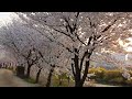 awesome cherry blossom in April