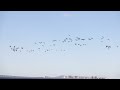 Canada Goose flight