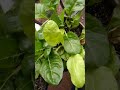 Fresh Swiss Chard