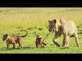 #Lion #Animalfacts 🦁 Lioness' Journey: The Miracle of Birth & Sibling Bond 🐾 #cubs #cube