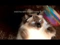 Watch Ragdoll Cat's Hilarious Reaction to His Disappearing Toy! 😲 | Loki-the-Ragdoll