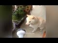 😂 Funniest Cats 😘😹 Best Funny Cats Videos 😻