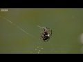 Amazing spider baffles scientists with huge web | The Hunt - BBC