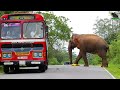 Dangerous elephants attack buses on the road #elephantattack