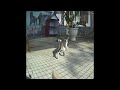 😆😘 So Funny! Funniest Cats and Dogs 😍🤣 Funny And Cute Animal Videos 2024 # 17