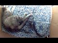 Nest Cam Footage of Grey's Birthing Adventure!