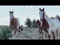Wild Mustangs of August by Mustang Meg